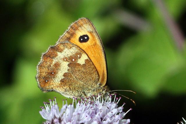 Gatekeeper butterfly (Pyronia tithonus) female, underside